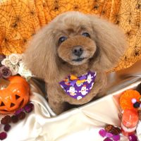 【池下店】2017年9月28日のワンちゃん達♪