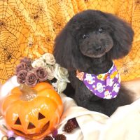 【池下店】2017年9月29日のワンちゃん達♪