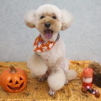 【池下店】2017年9月30日のワンちゃん達♪