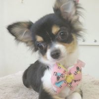 【本店】2017年9月13日のワンちゃん達♪