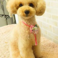 【本店】2017年9月14日のワンちゃん達♪