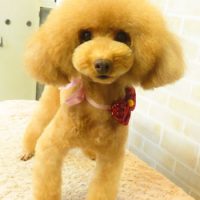 【本店】2017年9月15日のワンちゃん達♪