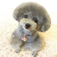 【本店】2017年9月16日のワンちゃん達♪