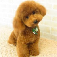 【本店】2017年9月17日のワンちゃん達♪