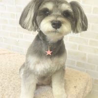 【本店】2017年9月18日のワンちゃん達♪