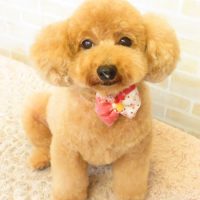 【本店】2017年9月20日のワンちゃん達♪