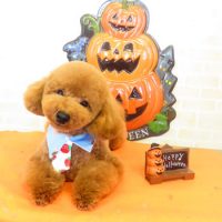 【本店】2017年9月21日のワンちゃん達♪