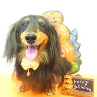 【本店】2017年9月22日のワンちゃん達♪