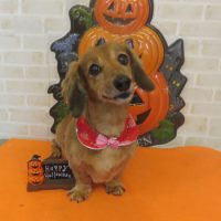 【本店】2017年9月23日のワンちゃん達♪