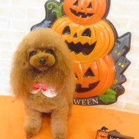 【本店】2017年9月24日のワンちゃん達♪