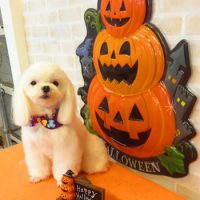 【本店】2017年9月25日のワンちゃん達♪