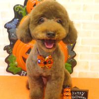 【本店】2017年9月27日のワンちゃん達♪