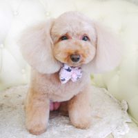 【山手店】2017年9月13日のワンちゃん達♪