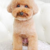 【山手店】2017年9月14日のワンちゃん達♪