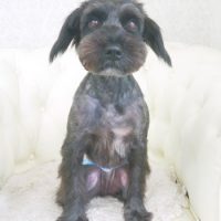 【山手店】2017年9月15日のワンちゃん達♪