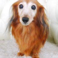 【山手店】2017年9月16日のワンちゃん達♪