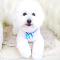 【山手店】2017年9月17日のワンちゃん達♪