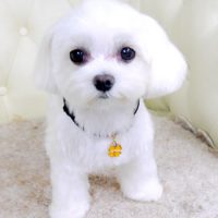 【山手店】2017年9月18日のワンちゃん達♪