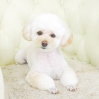 【山手店】2017年9月21日のワンちゃん達♪