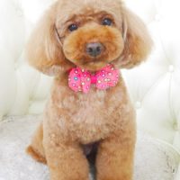 【山手店】2017年9月22日のワンちゃん達♪