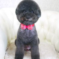 【山手店】2017年9月23日のワンちゃん達♪