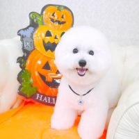 【山手店】2017年9月24日のワンちゃん達♪