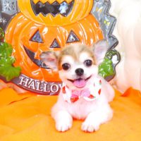 【山手店】2017年9月25日のワンちゃん達♪