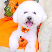 【山手店】2017年9月27日のワンちゃん達♪