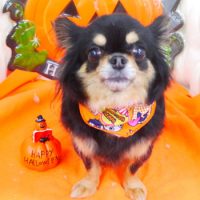 【山手店】2017年9月28日のワンちゃん達♪