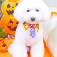 【山手店】2017年9月30日のワンちゃん達♪