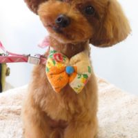 【本店】2017年9月1日のワンちゃん達♪