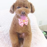 【本店】2017年9月2日のワンちゃん達♪