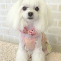 【本店】2017年9月4日のワンちゃん達♪