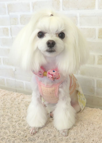 【本店】2017年9月4日のワンちゃん達♪