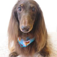 【本店】2017年9月6日のワンちゃん達♪