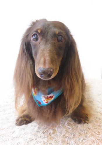 【本店】2017年9月6日のワンちゃん達♪