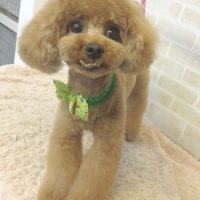 【本店】2017年9月7日のワンちゃん達♪