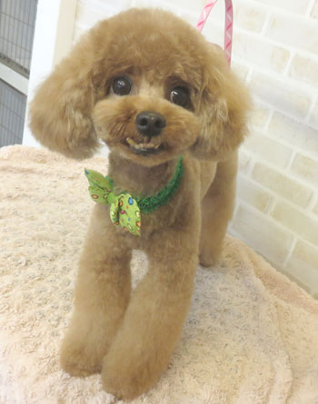 【本店】2017年9月7日のワンちゃん達♪