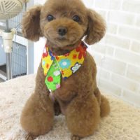 【本店】2017年9月8日のワンちゃん達♪