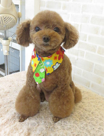 【本店】2017年9月8日のワンちゃん達♪