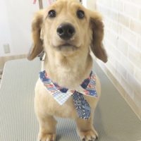 【本店】2017年9月9日のワンちゃん達♪