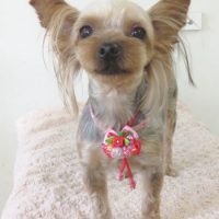 【本店】2017年9月10日ワンちゃん達♪