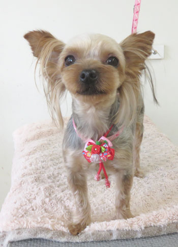 【本店】2017年9月10日ワンちゃん達♪