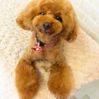 【本店】2017年9月11日のワンちゃん達♪