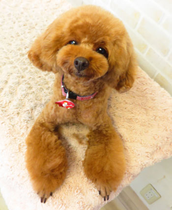 【本店】2017年9月11日のワンちゃん達♪