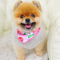 【山手店】2017年9月1日のワンちゃん達♪