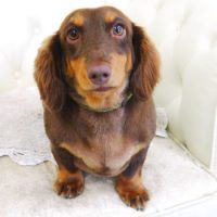 【山手店】2017年9月2日のワンちゃん達♪