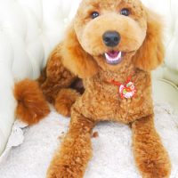 【山手店】2017年9月3日のワンちゃん達♪