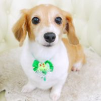 【山手店】2017年9月4日のワンちゃん達♪