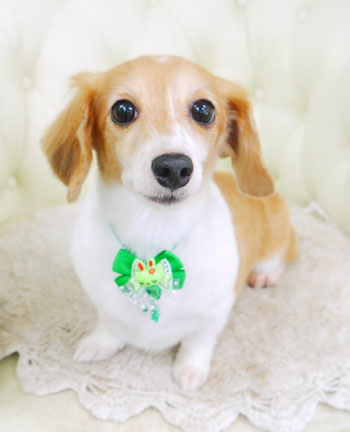 【山手店】2017年9月4日のワンちゃん達♪